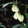 Staphylea pinnata L.