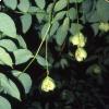 Staphylea pinnata L.