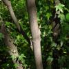 Piante di Staphylea pinnata L.