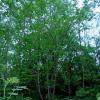 Piante di Staphylea pinnata L.