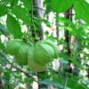Staphylea pinnata L.