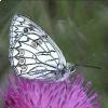 Melanargia arge 