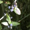 Le bacche di Fillirea