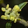 Fillirea, i fiori