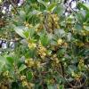 Fillirea, foglie e fiori