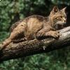 Gatto selvatico