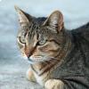 Gatto selvatico