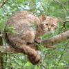 Gatto selvatico