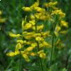 I fiori di Ginestra