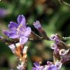 limonium