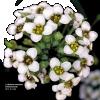 Lobularia maritima