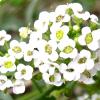 Lobularia maritima