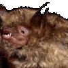 Verspertilio smarginato 