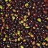 Olive cultivar rotondella