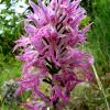 Orchis italica 