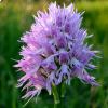 Orchis italica 