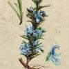 Rosmarinus officinalis