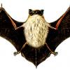 Pipistrello di Savi 