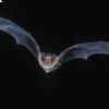 Il volo del pipistrello nano