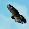 La poiana in volo 