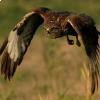 La poiana in volo 