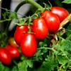 Pomodorino corbarino