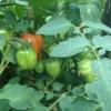 I pomodori Re Umberto in maturazione
