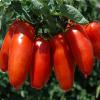 I pomodori San Marzano 