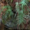 La Pteris vittata