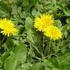 Taraxacum officinale, i fiori