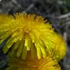 Taraxacum officinale, il fiore