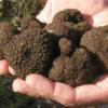 Tartufo nero di Colliano