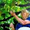 Un momento della vendemmia a Tramonti 